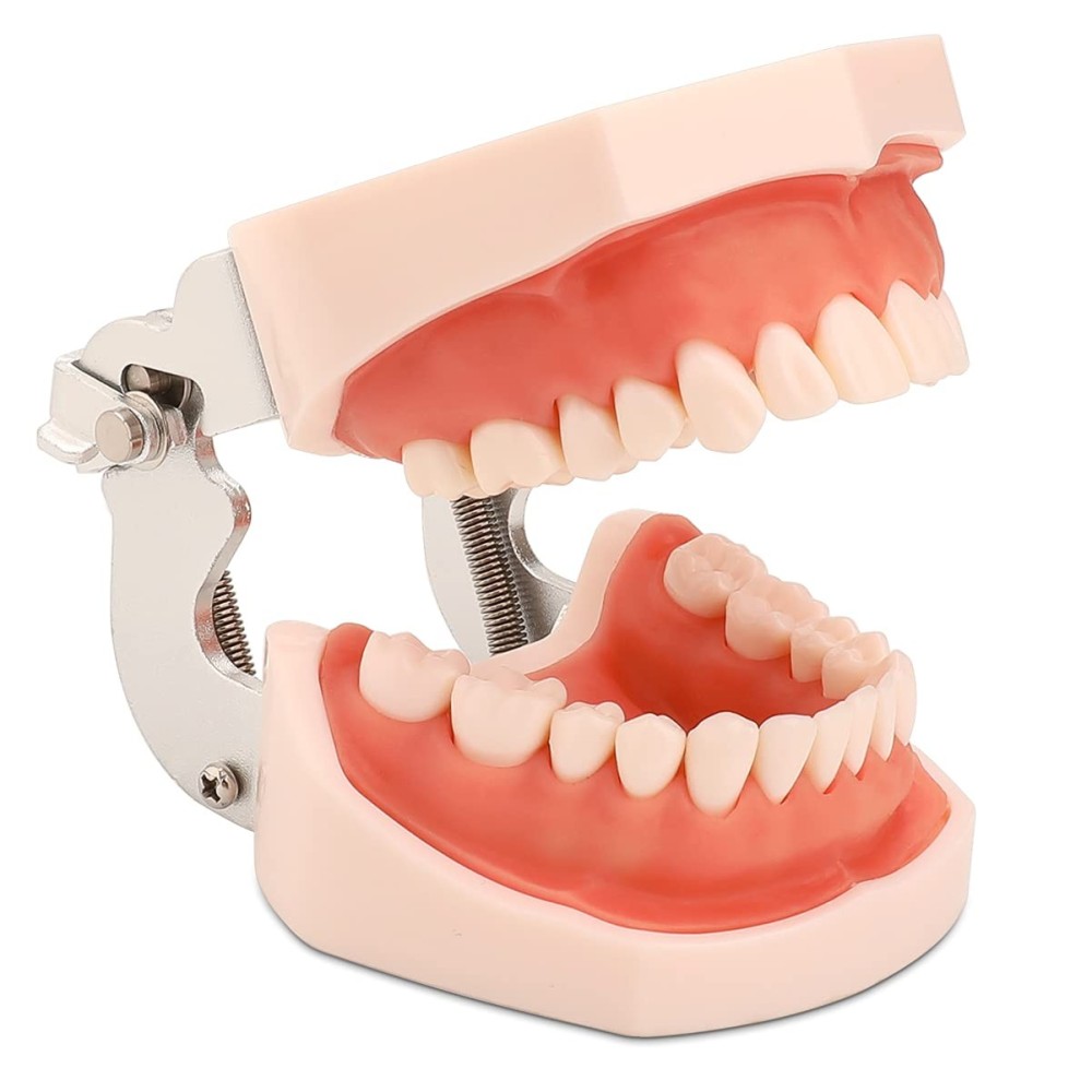 JAW-model met verwijderbare tanden van de Faruijie Dental Typodon en Soft Gums, om te leren voor studenten
