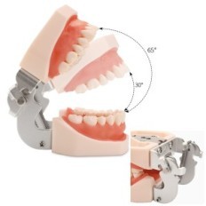 Čeľusť model s odnímateľnými zubami Faruijie Dental Typodon a mäkkých ďasien, aby ste sa učili pre študentov