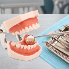 Modèle de la mâchoire avec des dents amovibles du tydon dentaire de Faruijie et des gommes mous pour apprendre pour les étudiant