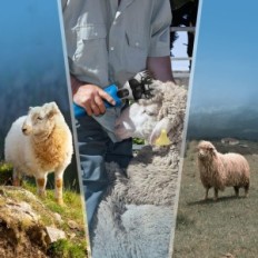 Cisailles électriques pour moutons CGOLDENWALL, 550 W, 2400 tr / min avec 2 batteries