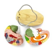 Anatomisch model van het menselijk brein met Evotech-wetenschappelijke, medische labels