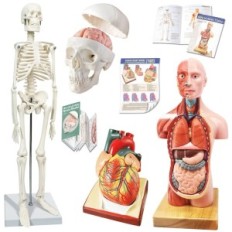 Anatomical model Evotech Scientific torso, heart, skeleton, skull with brain