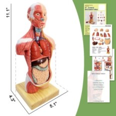 Modello anatomico Evotech Scientific Torso, cuore, scheletro, cranio con cervello