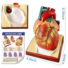 Anatomski model Evotech znanstveni trup, srce, okostje, lobanja z možgani