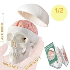 Modelo anatômico EvoTech Torso Científico, Coração, Esqueleto, Crânio com Cérebro