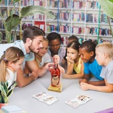 Anatomisk modell Evotech Scientific Torso, Heart, Skjelett, Skull med hjerne