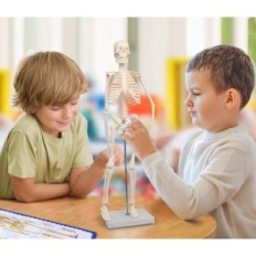 Anatomisch model Evotech Scientific Torso, Hart, Skelet, Schedel met Brain