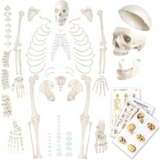 Human Skeleton model Evotech Scientific, 1: 1, 67 inches