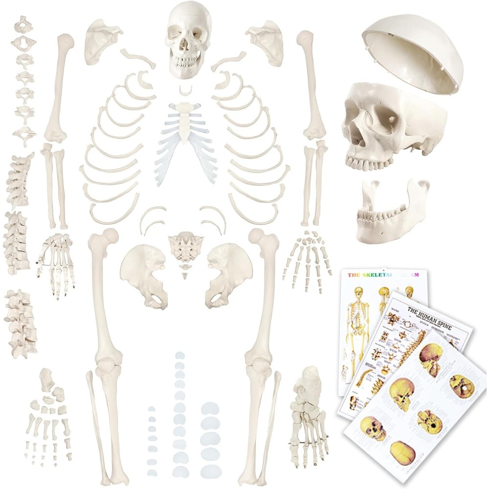 Human Skeleton model Evotech Scientific, 1: 1, 67 inches