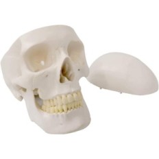 Modelo de esqueleto humano Evotech Científico, 1: 1, 67 pulgadas