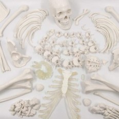 Ljudsko skeleton model evotech znanstveni, 1: 1, 67 inča