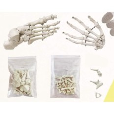 Ljudsko skeleton model evotech znanstveni, 1: 1, 67 inča