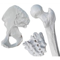 Human Skeleton model Evotech Scientific, 1: 1, 67 inches