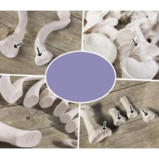 Modello di scheletro umano Evotech Scientific, 1: 1, 67 pollici