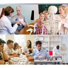 Ανθρώπινο σκελετό μοντέλο EVOTECH Scientific, 1: 1, 67 ίντσες