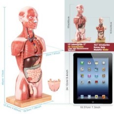 Modello del corpo umano Evotech Scientific, modello di torso umano, 45 cm