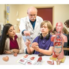 Inimkeha mudel evotech teaduslik, inimese torso mudel, 45 cm