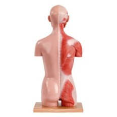 Menneskelig kroppsmodell Evotech Scientific, Model of Human Torso, 45cm