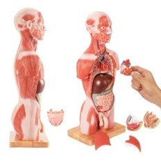 Inimkeha mudel evotech teaduslik, inimese torso mudel, 45 cm