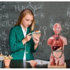 Menselijk lichaamsmodel Evotech Scientific, Model van Human Torso, 45cm