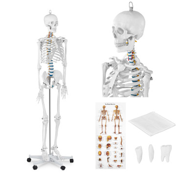 Anatomisch model van het...
