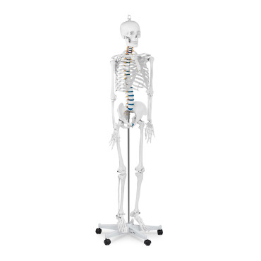 Anatomický model ľudského kostry 176 cm + anatomický plagát