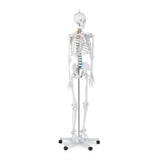 Anatomisk modell av det mänskliga skelettet 176 cm + anatomisk affisch