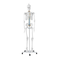 Anatomisk modell av det mänskliga skelettet 176 cm + anatomisk affisch