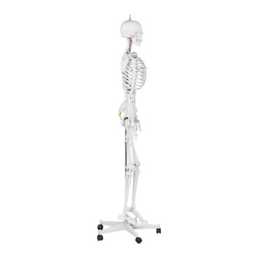 Anatomisk modell av det mänskliga skelettet 176 cm + anatomisk affisch