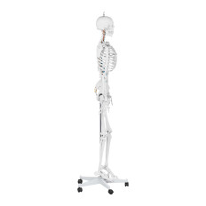 Anatomisch model van het menselijke skelet 176 cm + anatomische poster
