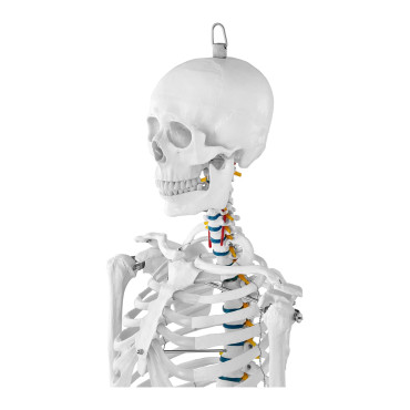 Anatomisk modell av det mänskliga skelettet 176 cm + anatomisk affisch