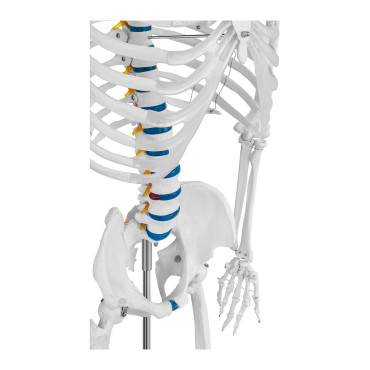 Anatomisk modell av det menneskelige skjelettet 176 cm + anatomisk plakat