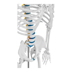 Anatomski model človeškega skeleta 176 cm + anatomski plakat