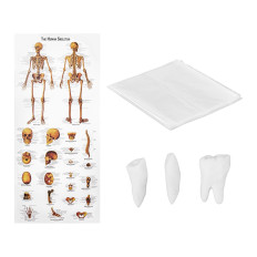 Anatomisk modell av det menneskelige skjelettet 176 cm + anatomisk plakat