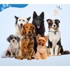 Um conjunto de tesouras para cães de recorte Jason, 6 em 1, pente