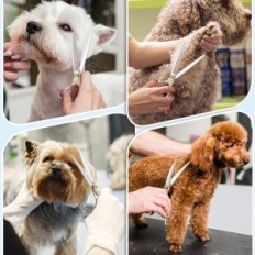 Um conjunto de tesouras para cães de recorte Jason, 6 em 1, pente