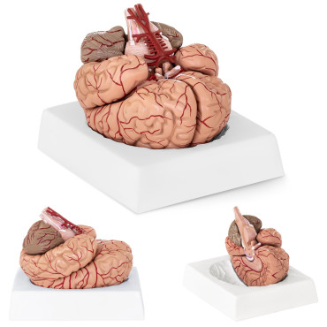 Anatomisch model van het...
