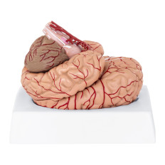 Anatomický model lidského mozku 9 prvků na měřítku 1: 1