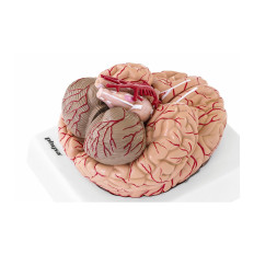 Anatomický model lidského mozku 9 prvků na měřítku 1: 1