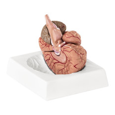 Anatomisk model af den menneskelige hjerne 9 elementer på en 1: 1 skala
