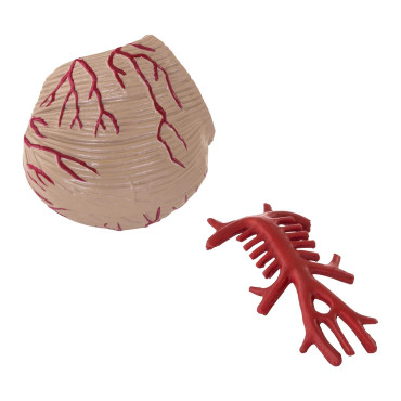 Anatomisk modell av den mänskliga hjärnan 9 element på en 1: 1 skala