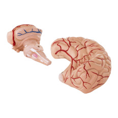 Anatomický model lidského mozku 9 prvků na měřítku 1: 1
