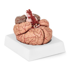 Anatomický model lidského mozku 9 prvků na měřítku 1: 1