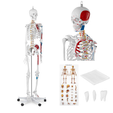 Anatomski model ljudskog...