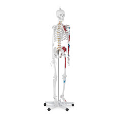 Anatomický model lidské kostry 180 cm + anatomický plakát