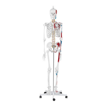 Anatomical model of the human skeleton 180 cm + anatomical poster