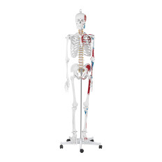 Anatomický model lidské kostry 180 cm + anatomický plakát