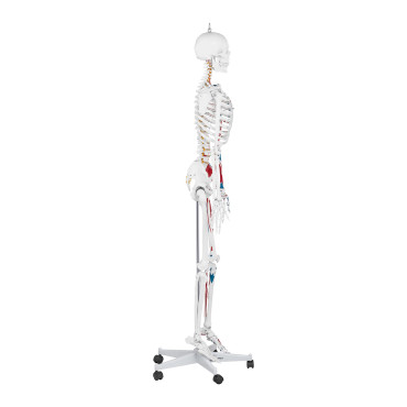Anatomiskais modelis cilvēka skeleton 180 cm + anatomisko plakātu