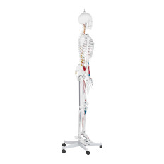 Anatomisch model van het menselijke skelet 180 cm + anatomische poster