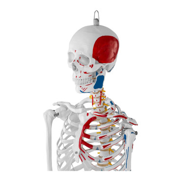 Anatomical model of the human skeleton 180 cm + anatomical poster